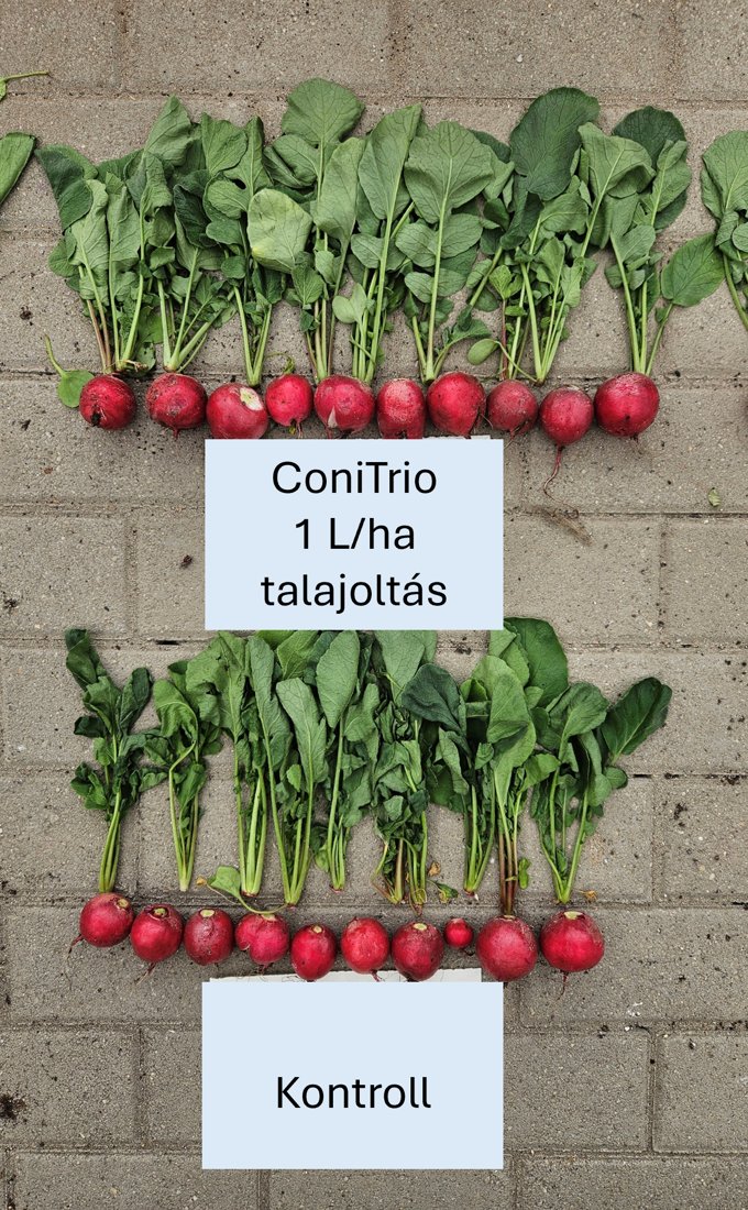 Natur ConiTrio talajoltással kezelt retek a kontroll felett