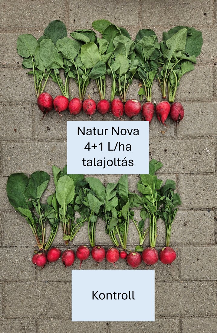 Natur Nova talajoltással kezelt retek a kontroll felett