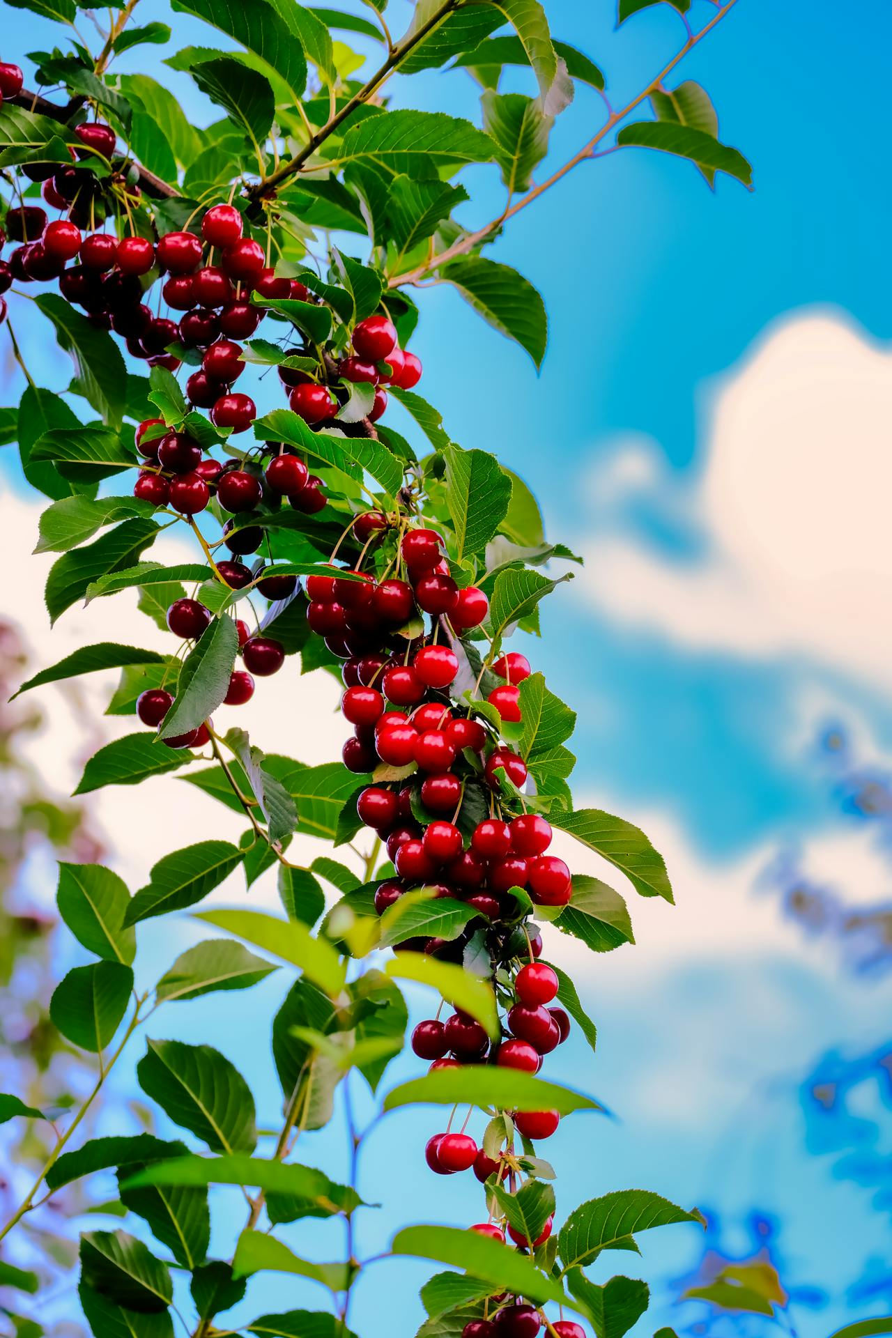 Meggy, csonthéjasok