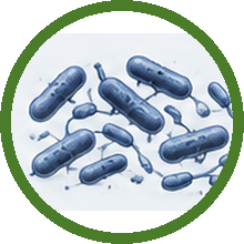 Paenibacillus