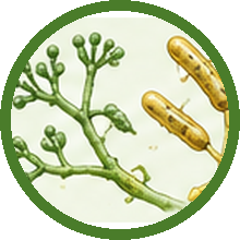 Cellvibrio flavescens
