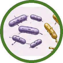 Paenibacillus amylolyticus